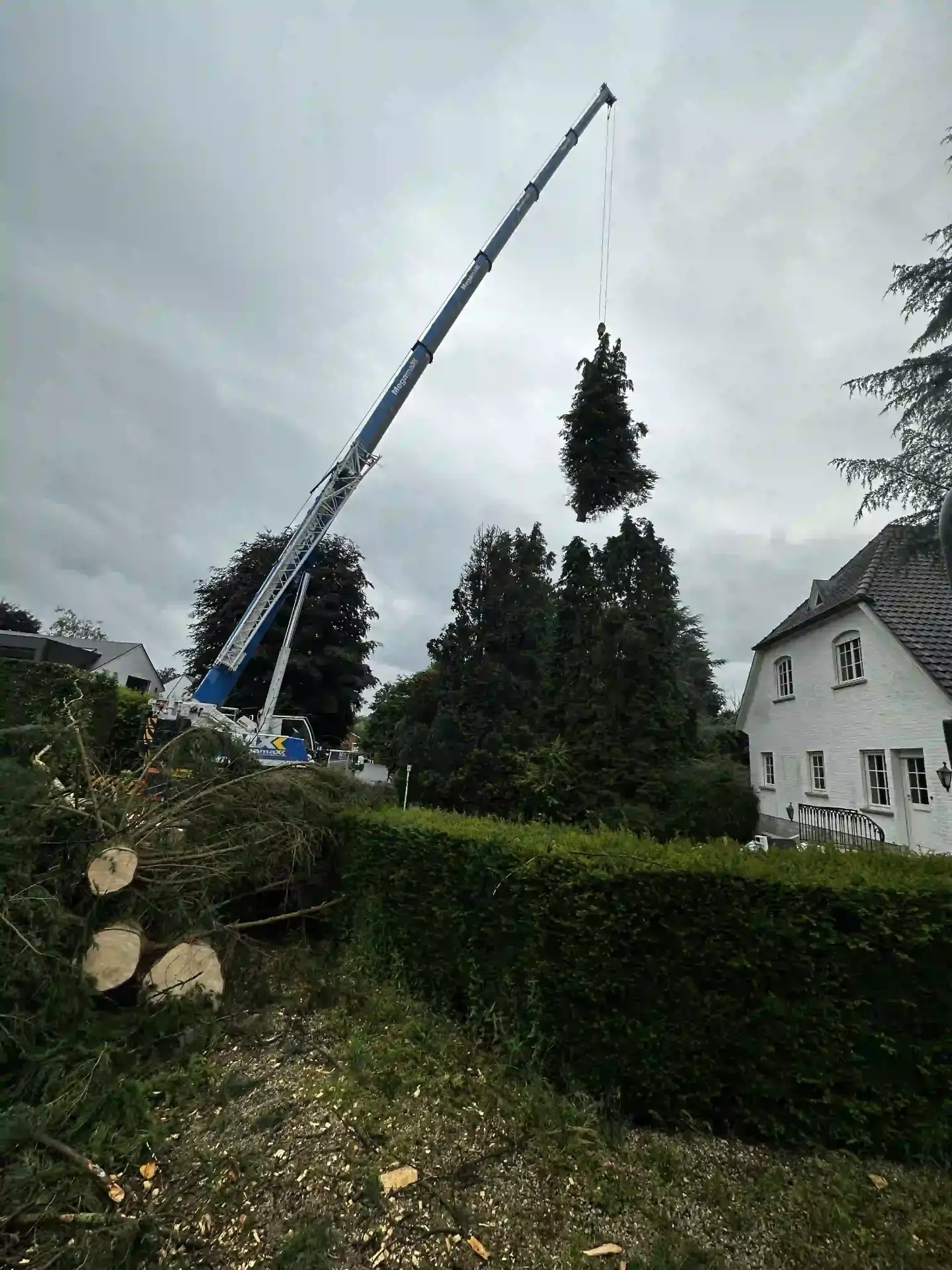 Abattage et démontage d'arbres à Waterloo
