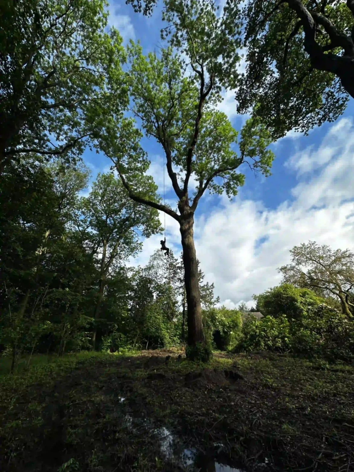 Grimpeur arboriste sur corde dans un grand chêne