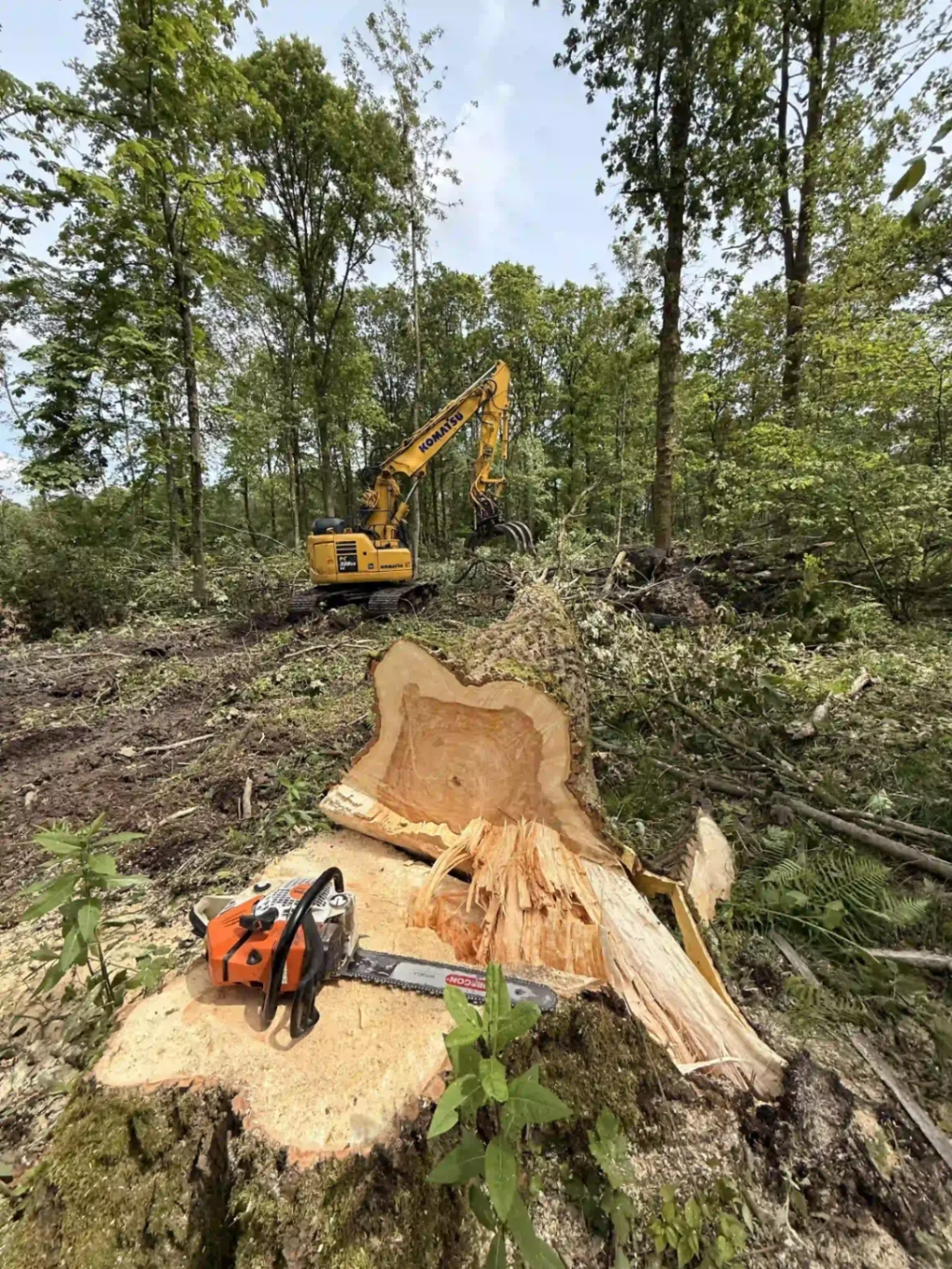 Abattage et démontage d'arbres à Nivelles