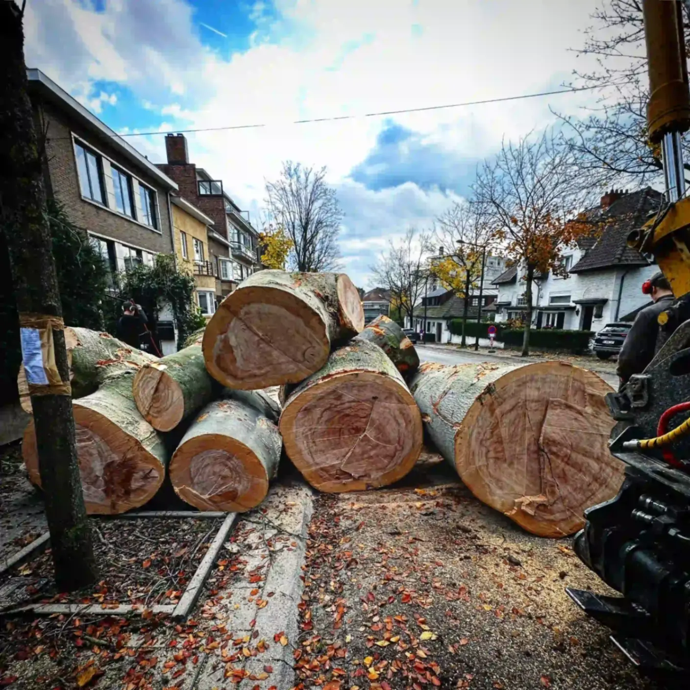 Grumes empilées en rue après abattage en zone urbaine