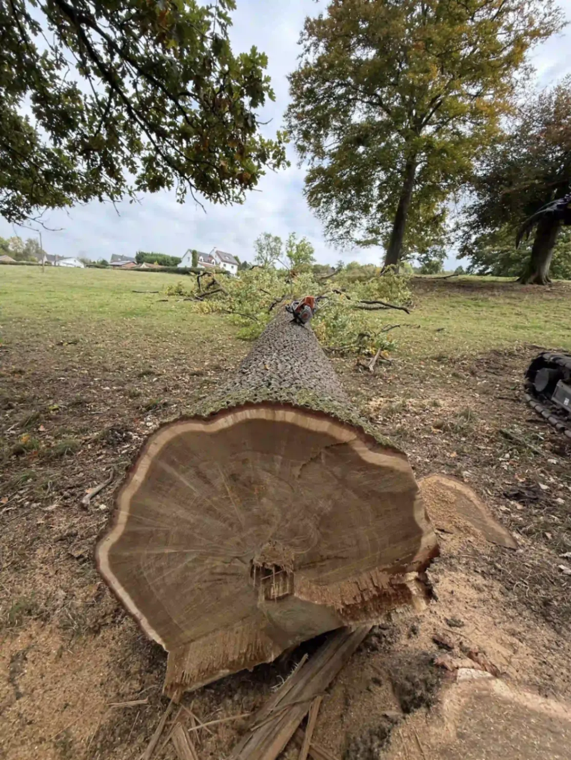 Abattage d'un grand chêne, grume débitée dans un parc