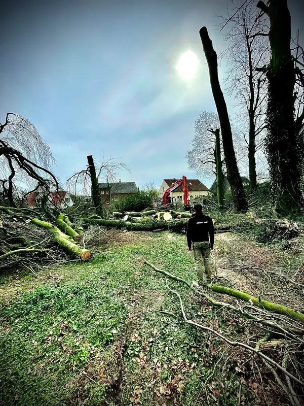 Intervention Arbatax sur des arbres abattus par la tempête