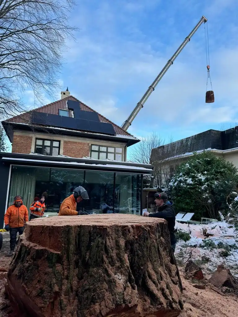Équipe Arbatax abattant un très gros arbre à la grue en hiver